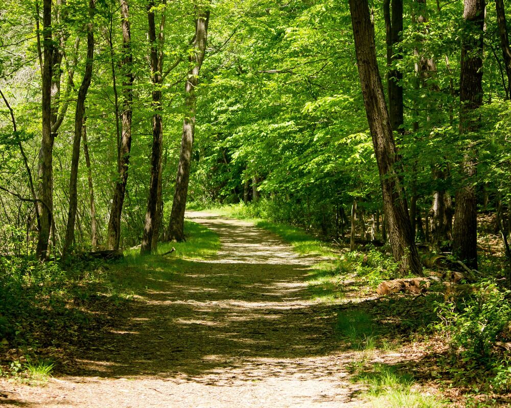 dirt-road-middle-forest-trees-