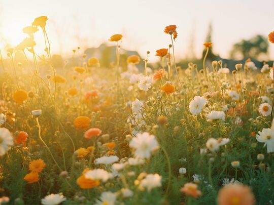 beautiful-flowers-field