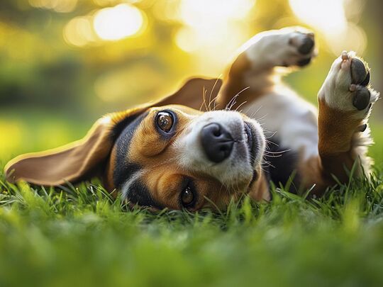 portrait-adorable-beagle(3)