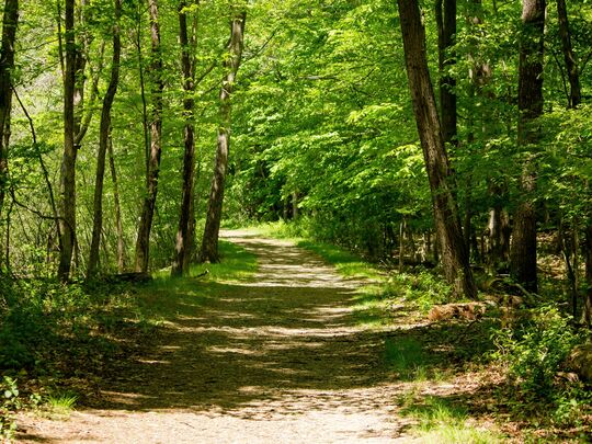 dirt-road-middle-forest-trees-